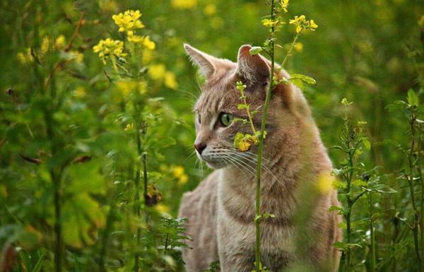 猫流鼻涕打喷嚏流眼泪