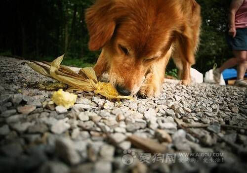 训练狗狗拒食,该怎么样训练狗狗拒食