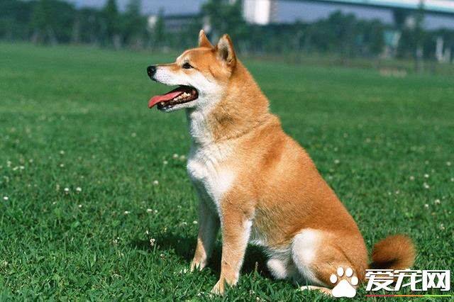 成年柴犬食量 喂养柴犬需要注意哪些禁忌