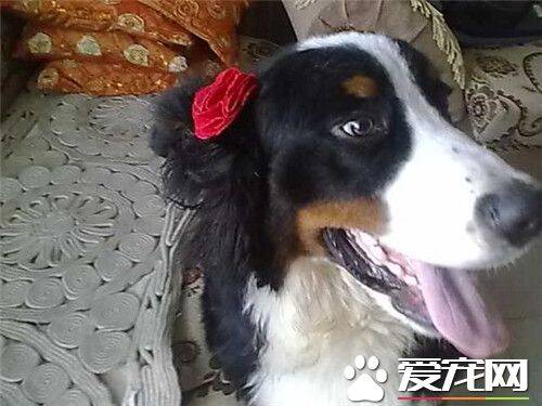 伯恩山犬体味大吗 伯恩山犬基本上没有体臭