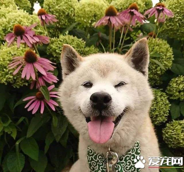 柴犬多大可以吃水果 有哪些水果柴犬可以吃