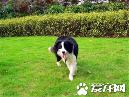 两个月大的边境牧羊犬怎么养 以少吃多餐为宜