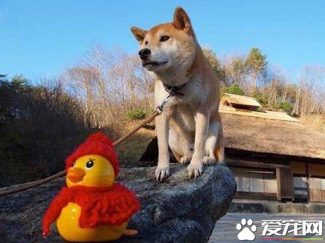 柴犬眼睛有眼屎 柴犬有眼屎原来是这个原因