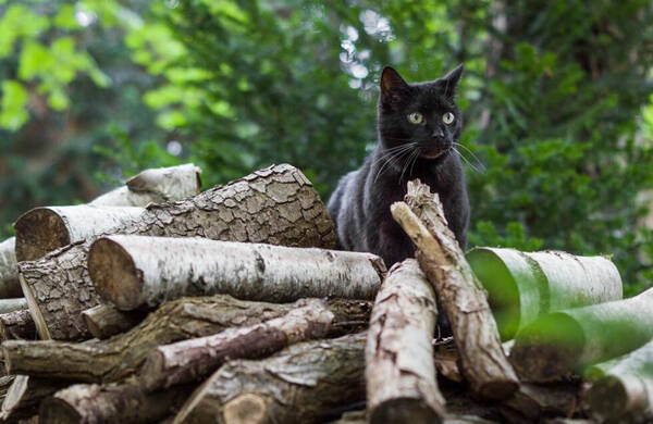 三个月小猫有眼泪