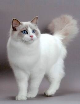 布偶猫(ragdoll)CFA标准