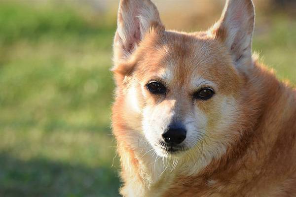 柯基是小型犬还是中型犬