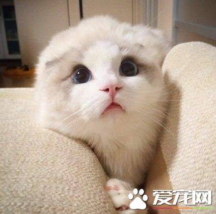 布偶猫打嗝怎么回事 治疗布偶猫打嗝很简单