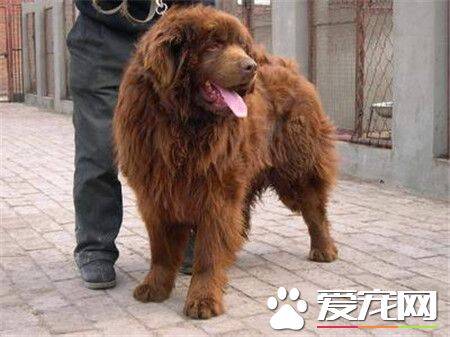 纽芬兰犬粘人程度 纽芬兰犬天性非常粘人