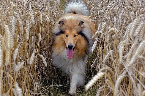 苏格兰牧羊犬的训练方法,苏格兰牧羊犬日常饲养及护理