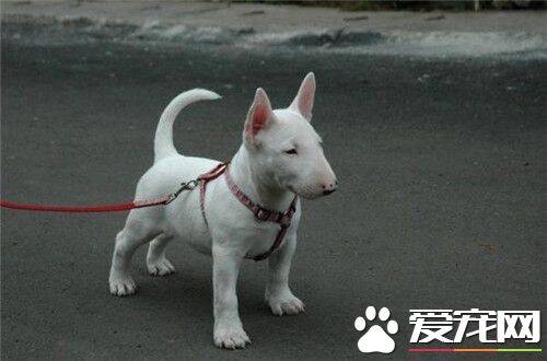 牛头梗幼犬吃什么狗粮 如何才能正确的喂养