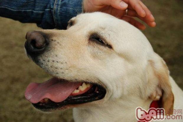 看懂爱犬示好语言,训练宠物狗失败的原因有哪些