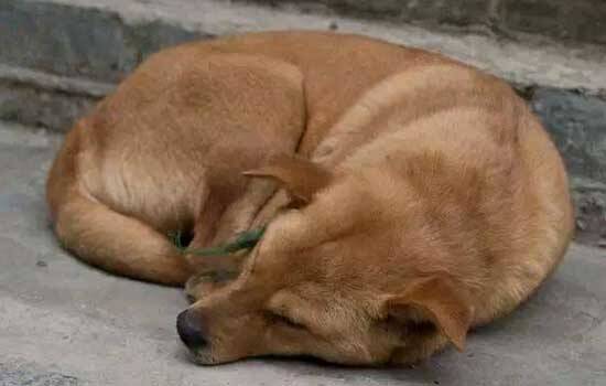 狗吃老鼠药抽搐必死吗