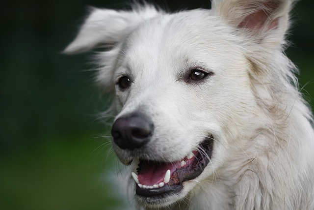 深圳规定：犬只不能进入公园，11座宠物友好公园除外